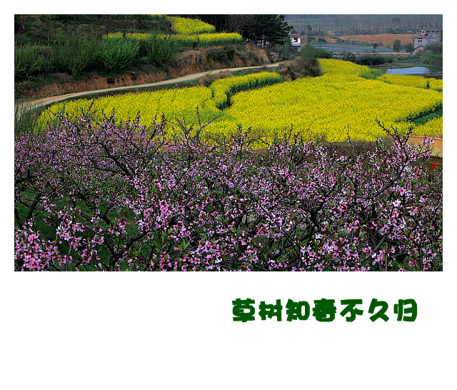 DPP063_.jpg