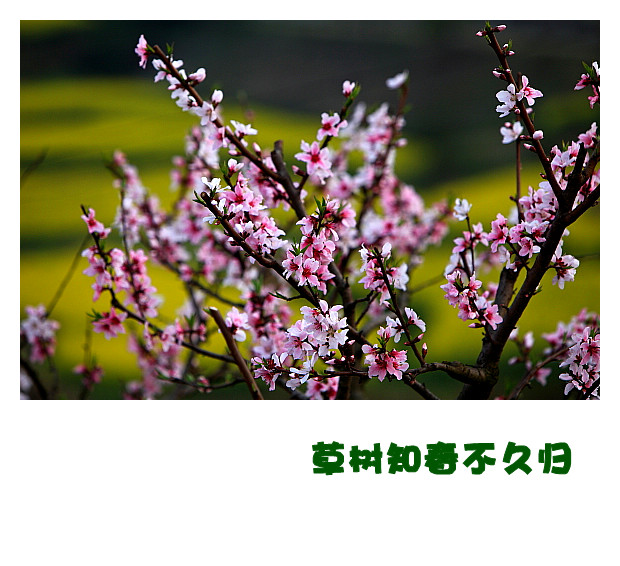 DPP065_.jpg
