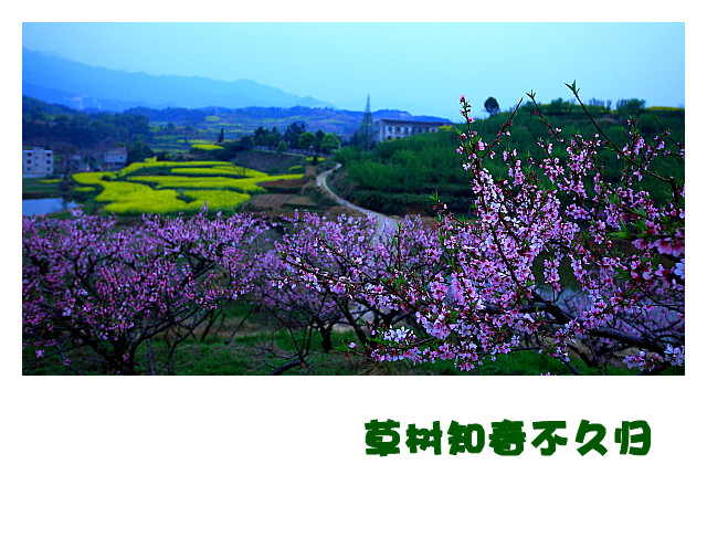 DPP068_.jpg