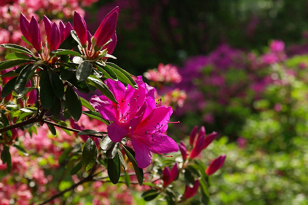 IMGP0908.jpg