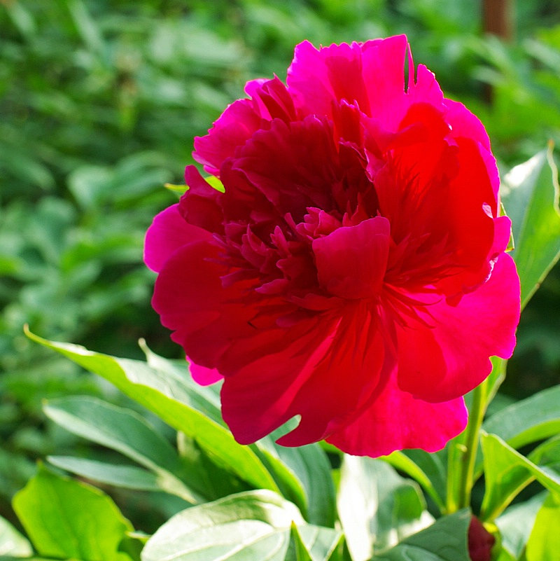 IMGP1081.jpg