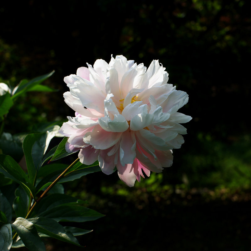 IMGP1098.jpg