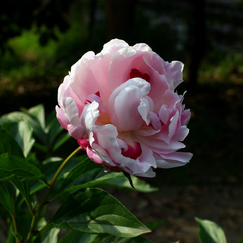 IMGP1102.jpg