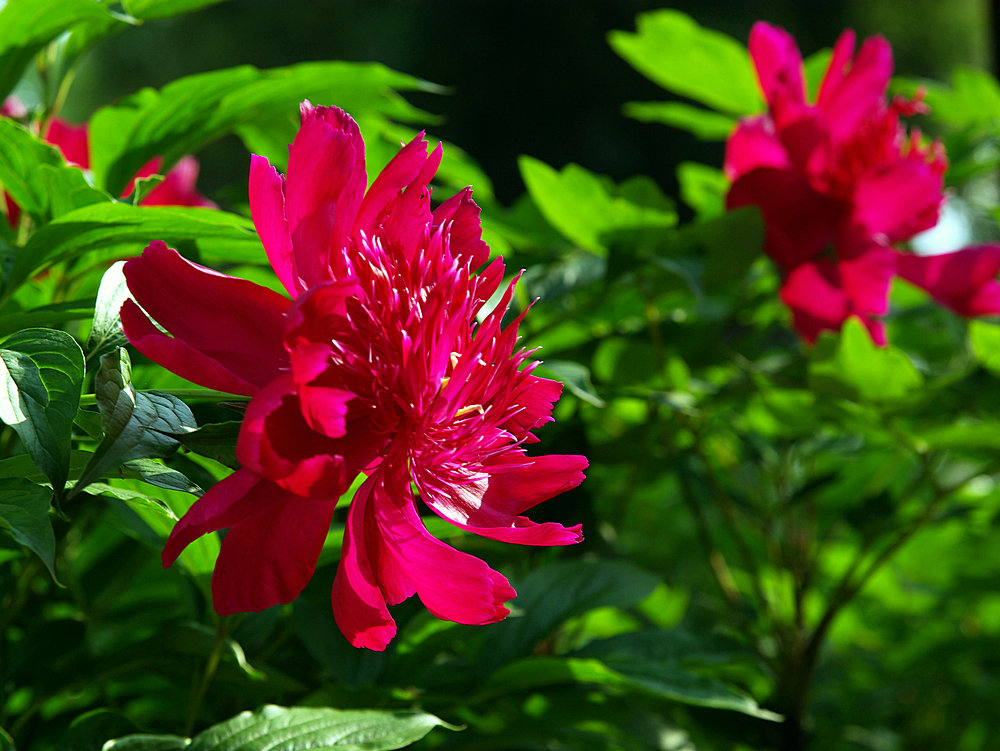 IMGP1108.jpg