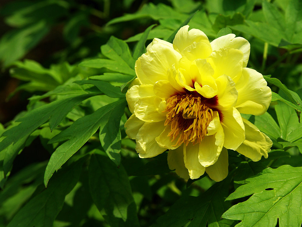IMGP1198.jpg