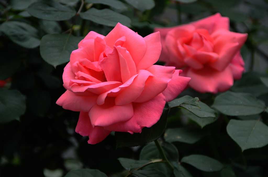 DSC_3205.jpg