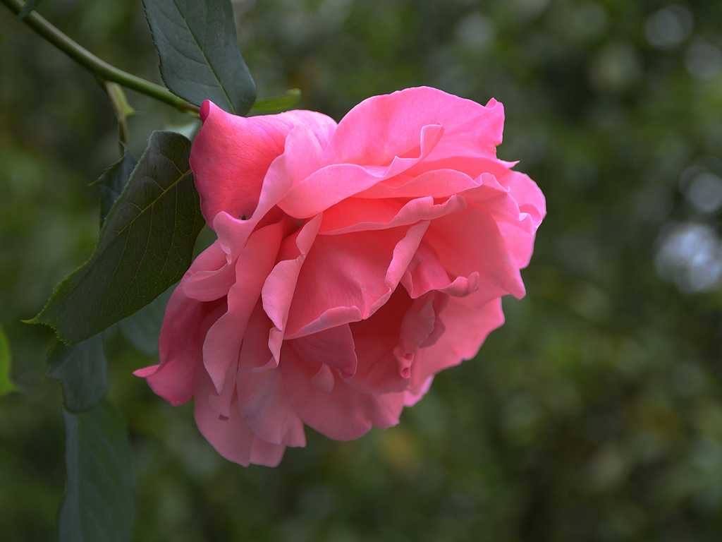 DSC_3211.jpg