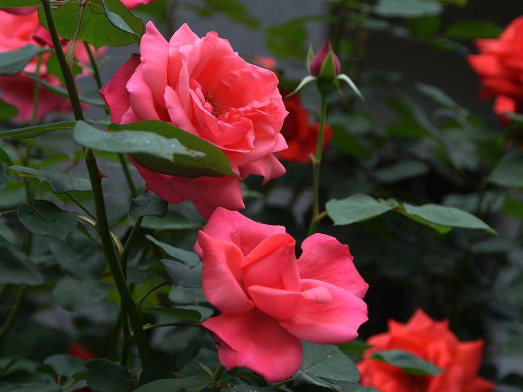 DSC_3206.jpg