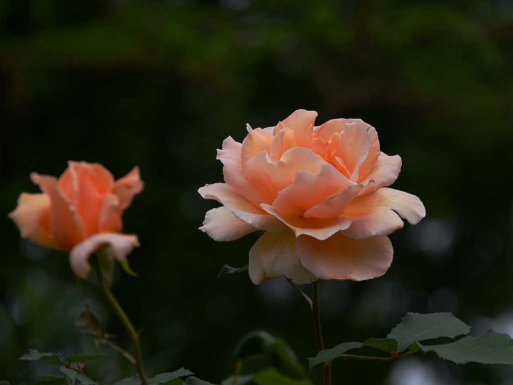 DSC_3216.jpg