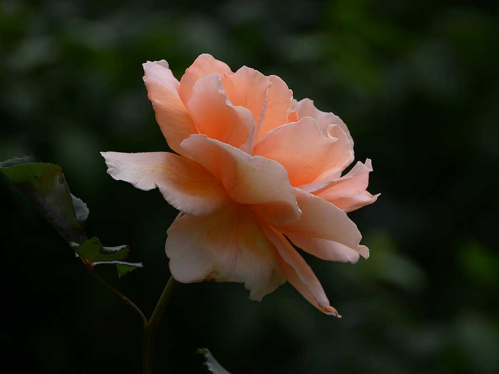 DSC_3218.jpg