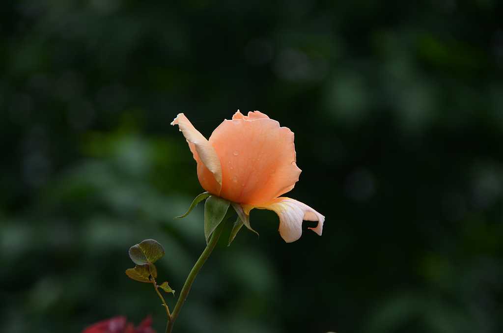 DSC_3220.jpg