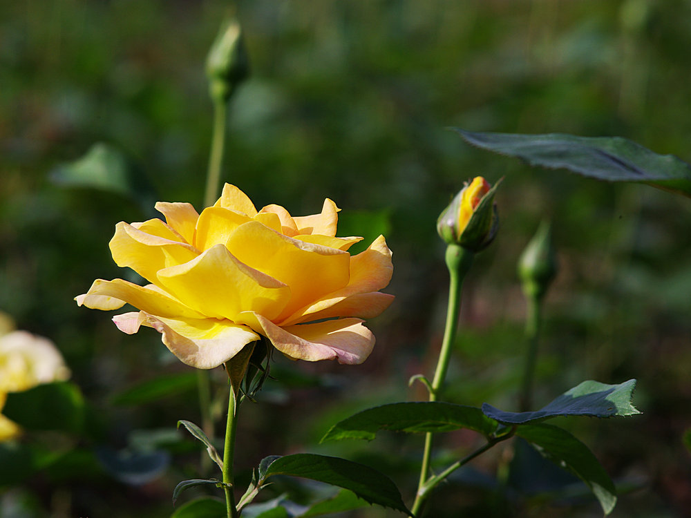 IMGP0947.jpg