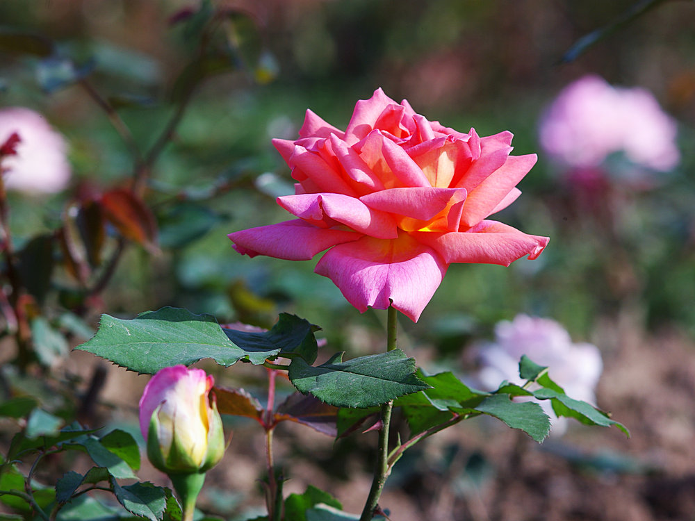 IMGP0949.jpg