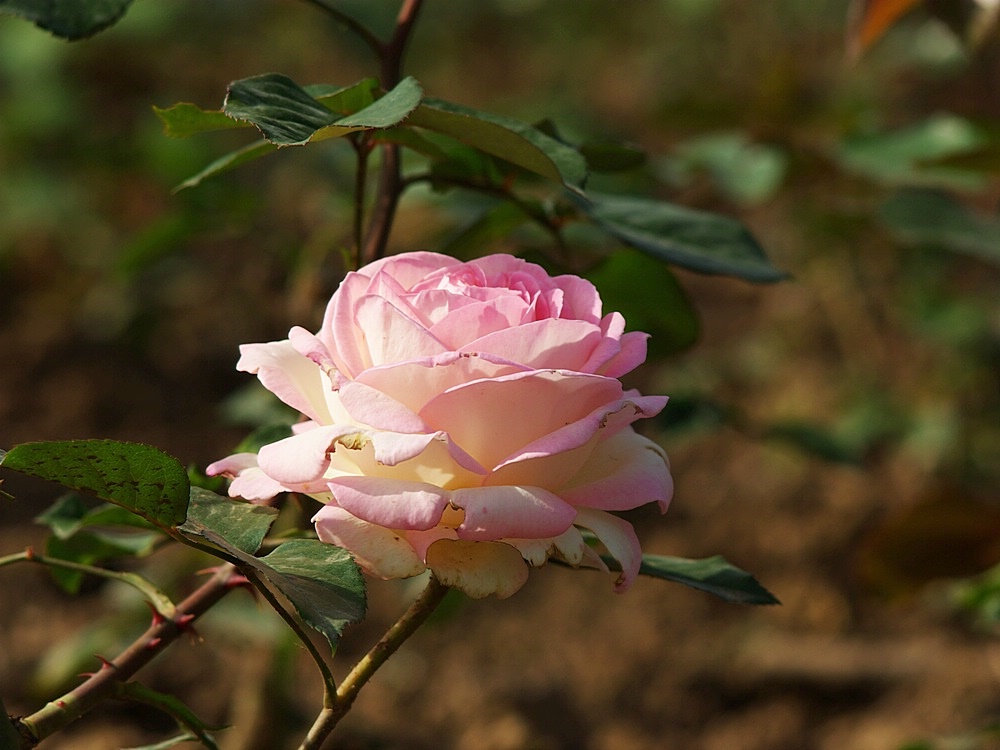 IMGP0951.jpg