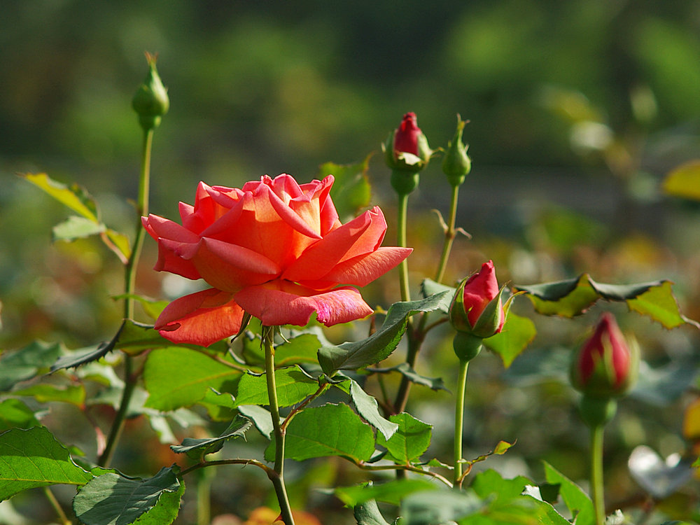 IMGP0953.jpg