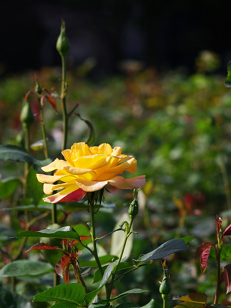 IMGP0957.jpg