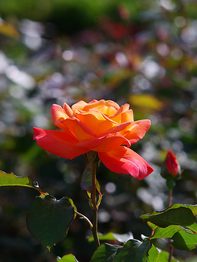 IMGP0973.jpg