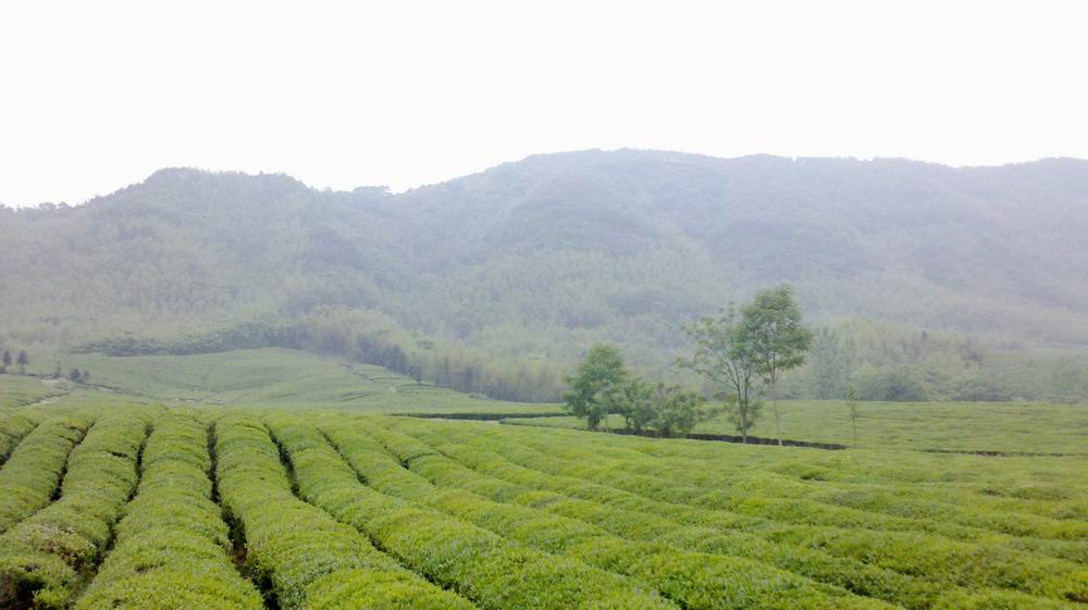 旁边的茶园，真的不错 建议摄友们来看看 呵呵