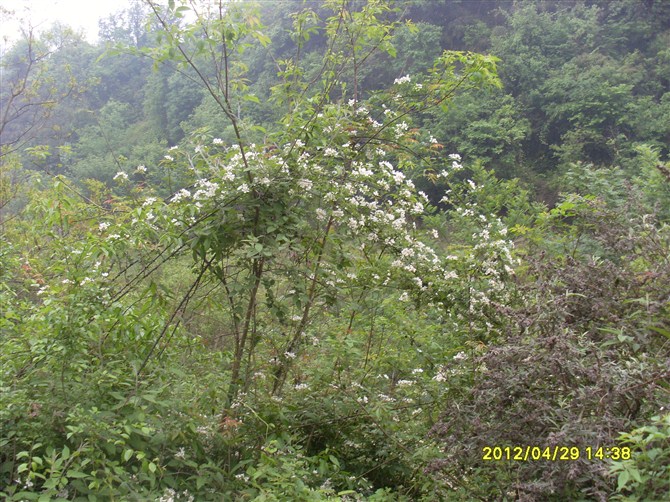 52_183033_23ecd52cc1e333d.jpg