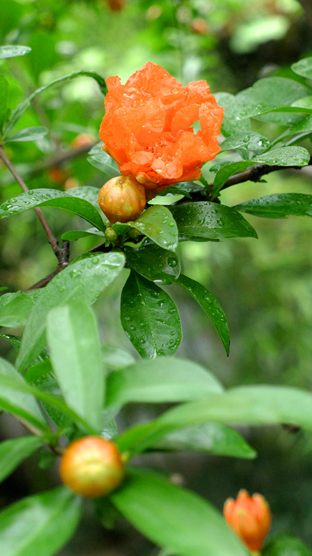 p1000038_.jpg