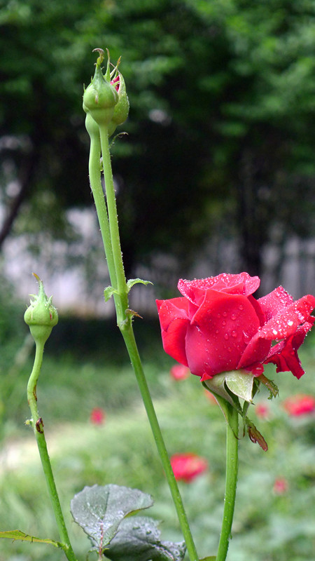 p1000053_.jpg