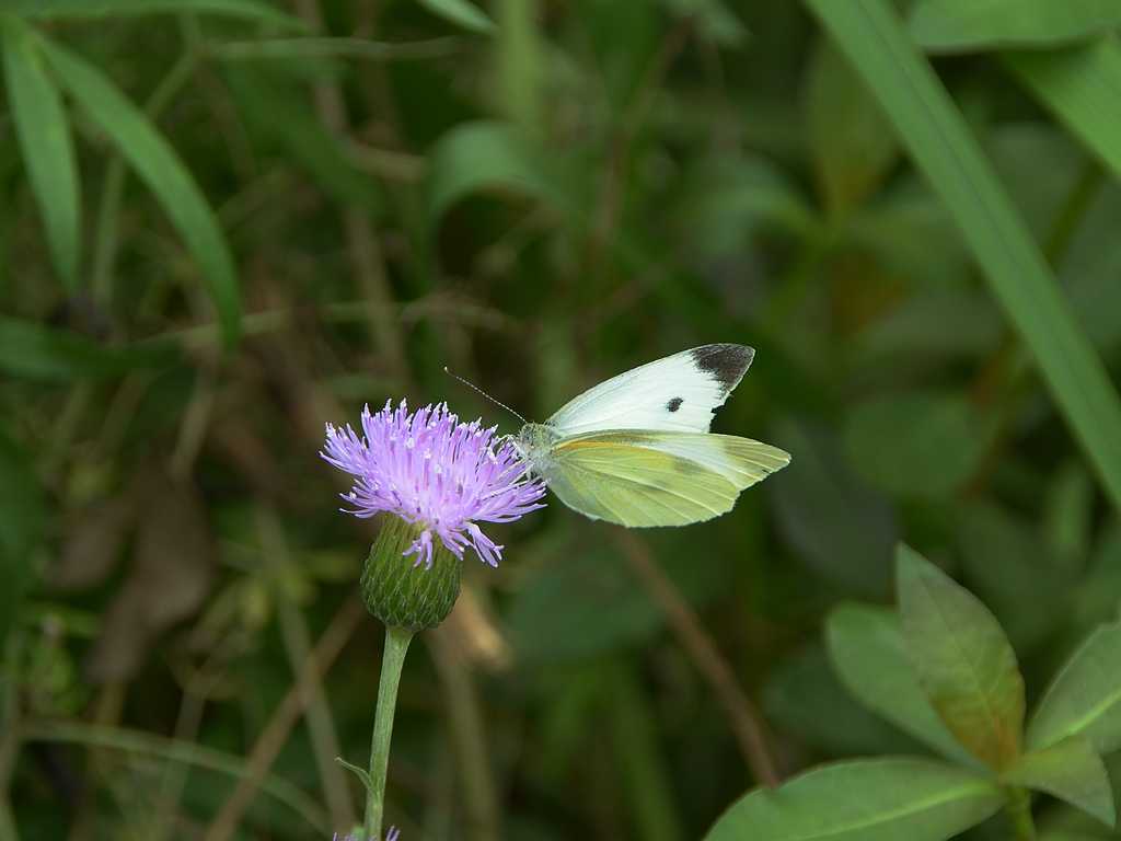 DSC_3514-1.jpg