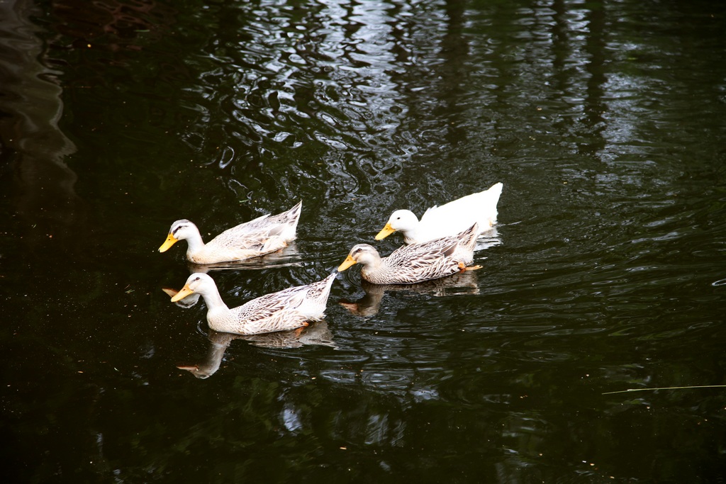 IMG_0168.JPG