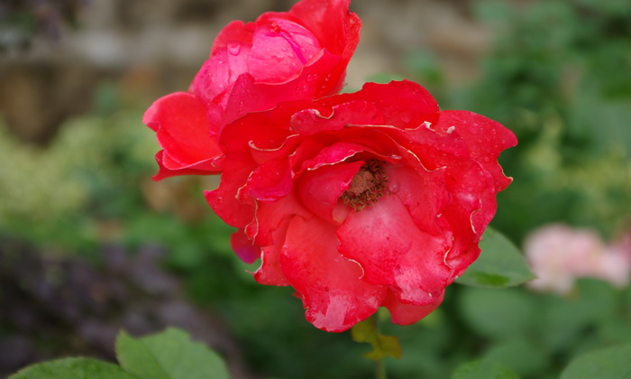 IMGP0786.JPG