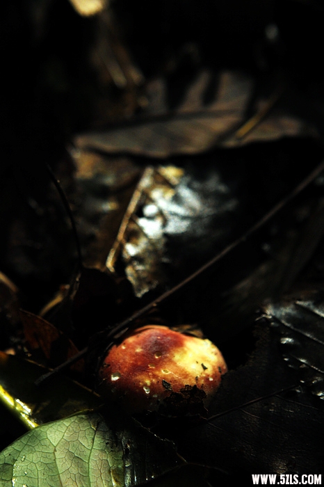 nEO_IMG__MG_0232.jpg