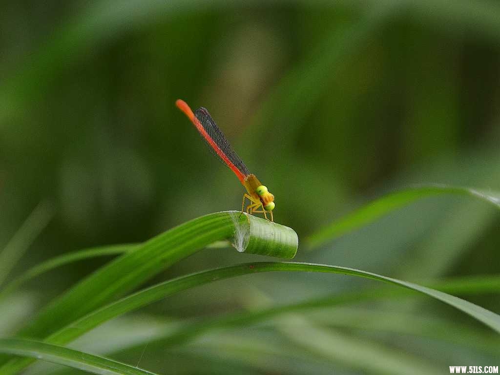 DSC_4515.jpg